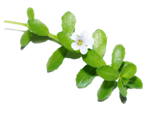 prickly pear